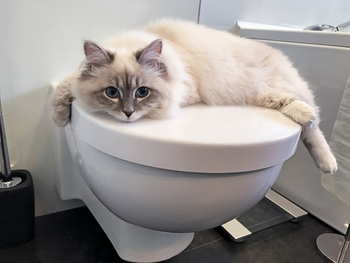 Why Your Cat Isn't Using the Litter Tray (and How to Fix It)