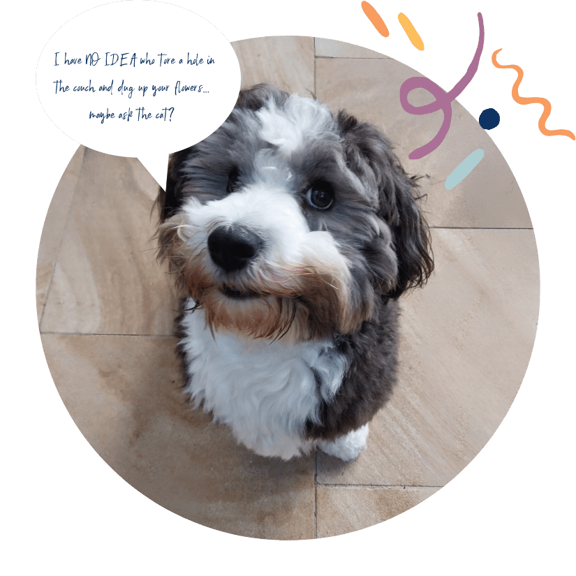 Teenage dog training