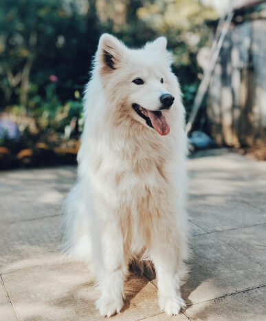 Your Dog Hit Adolescence. Now What?