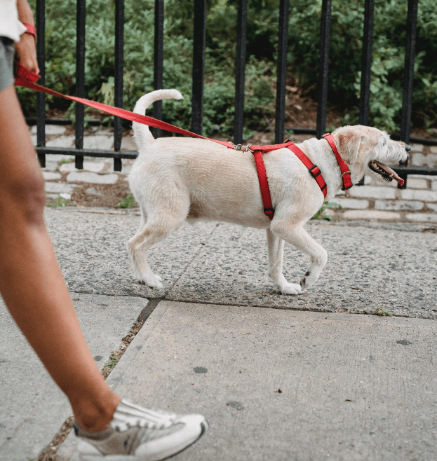 Dog Walking When You're Time-Poor: What Actually Works