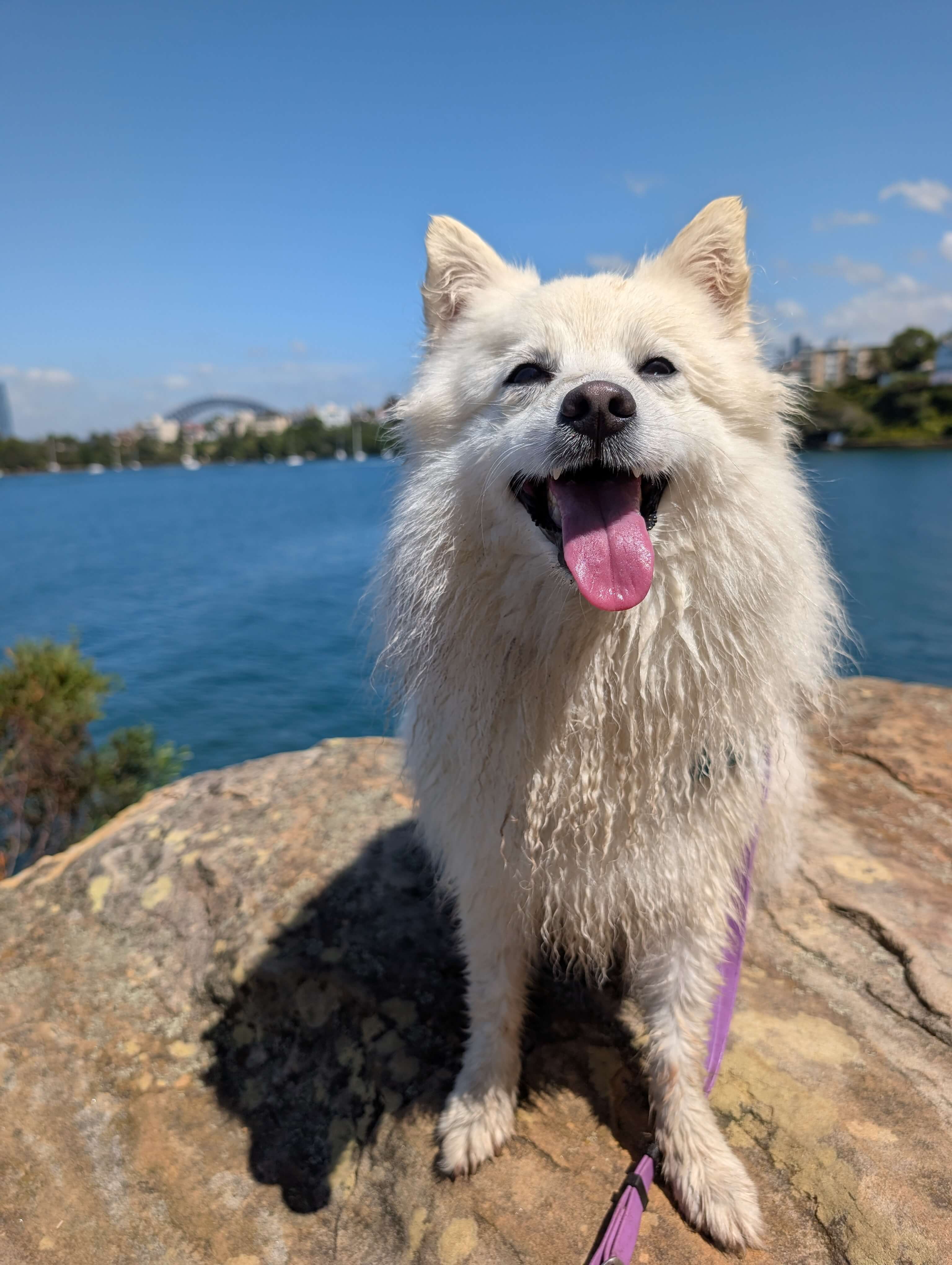 Clover enjoying a waterfront outing on a Canine Adventure