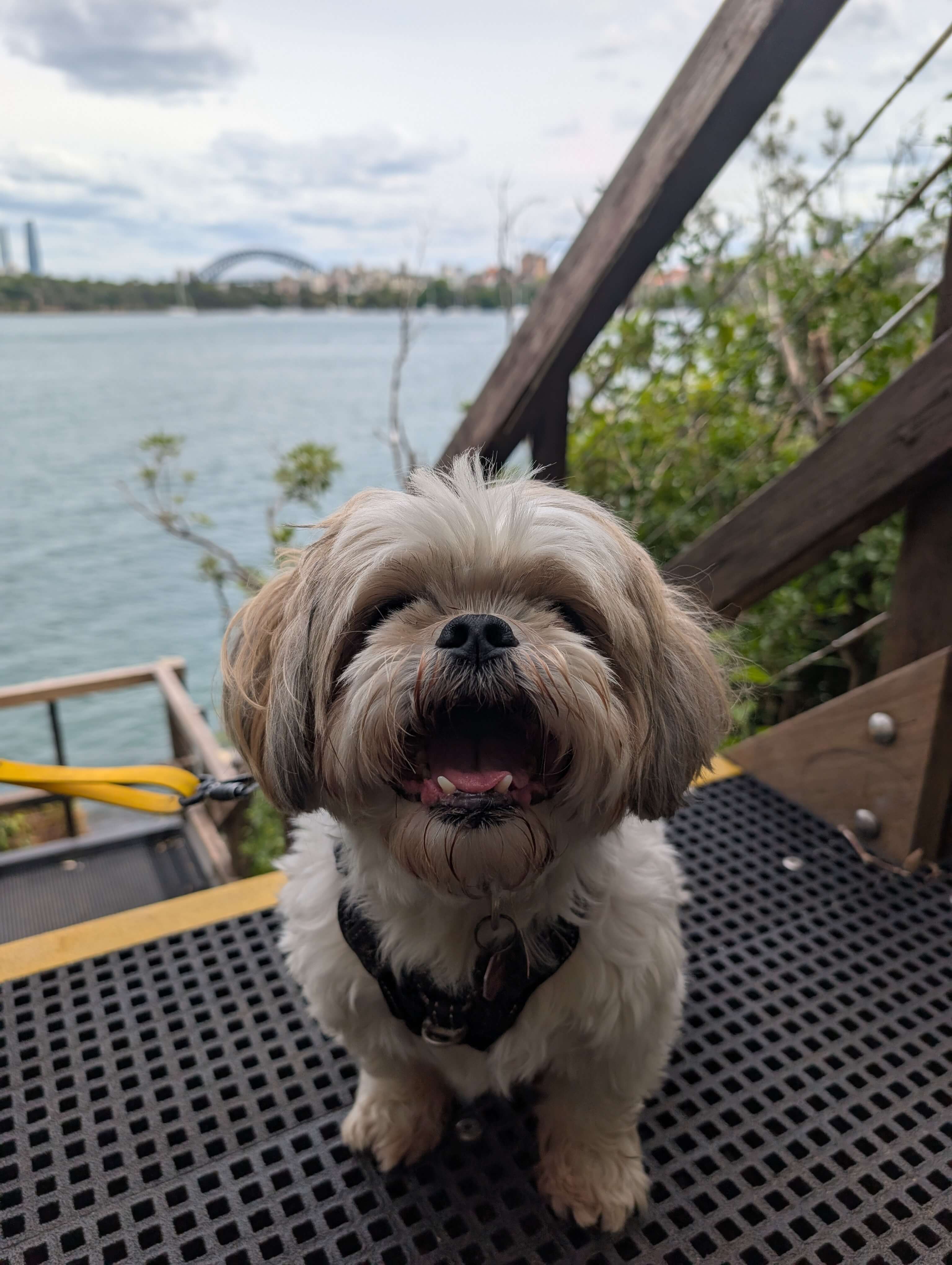 Joanna and Charlie on a Canine Adventure