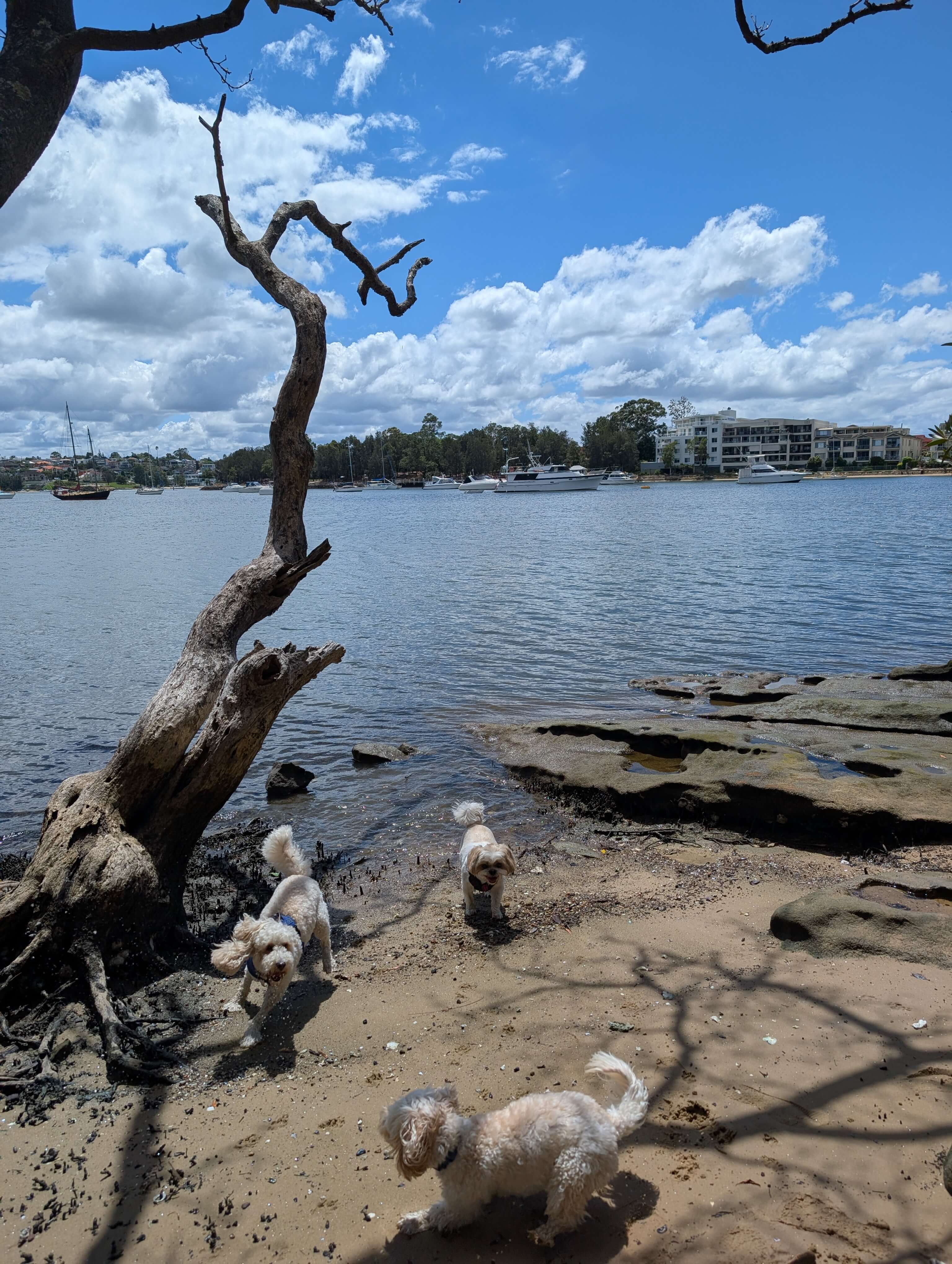 Three Canine Adventures dogs exploring the shoreline together