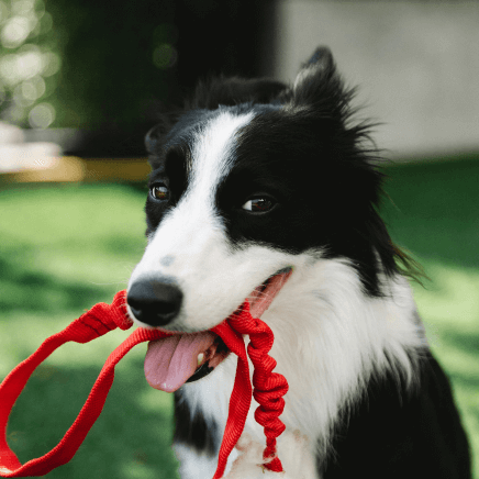 Dog enjoying a structured enrichment walk with Pet Professor