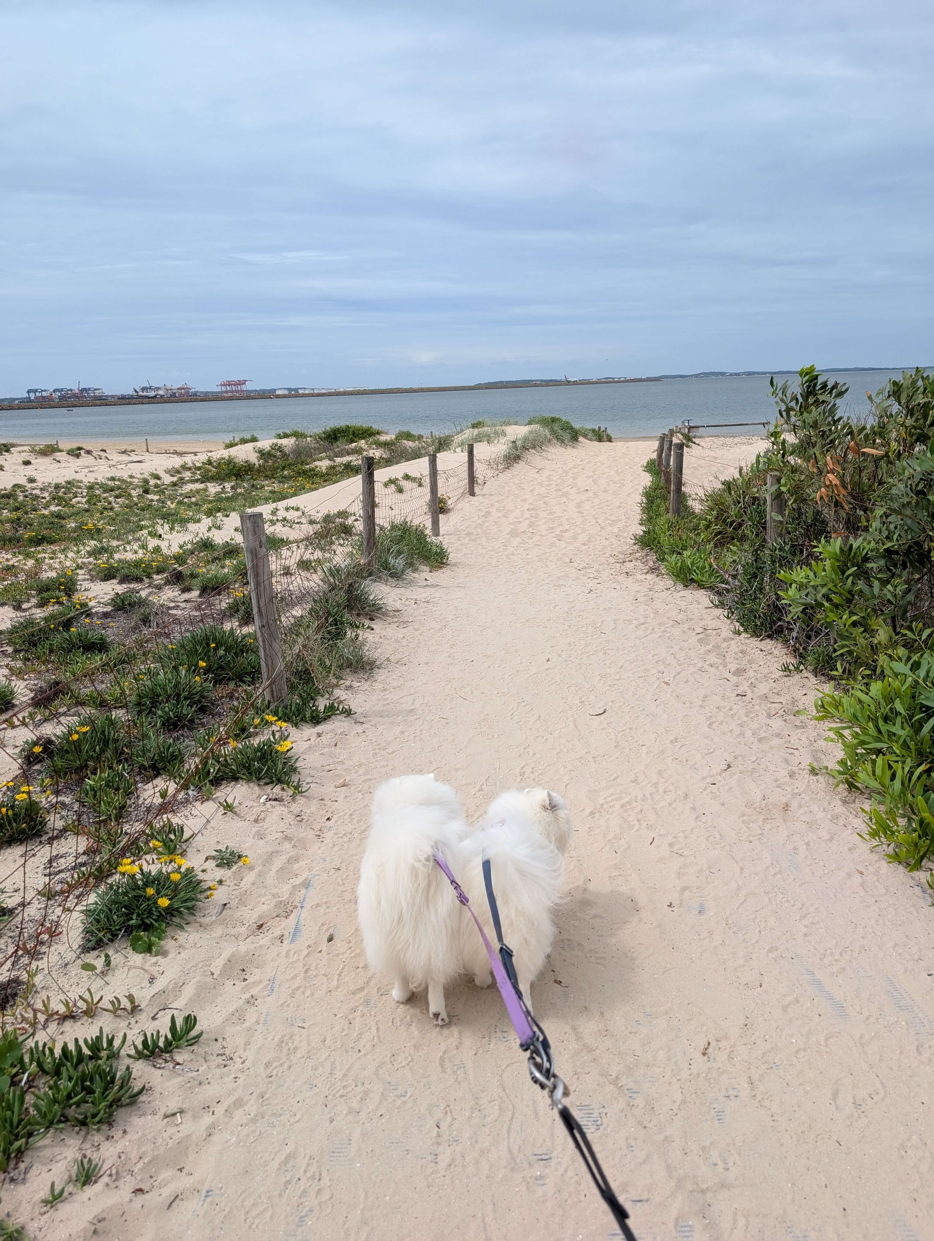 Mav and Clover at the beach on a Canine Adventure