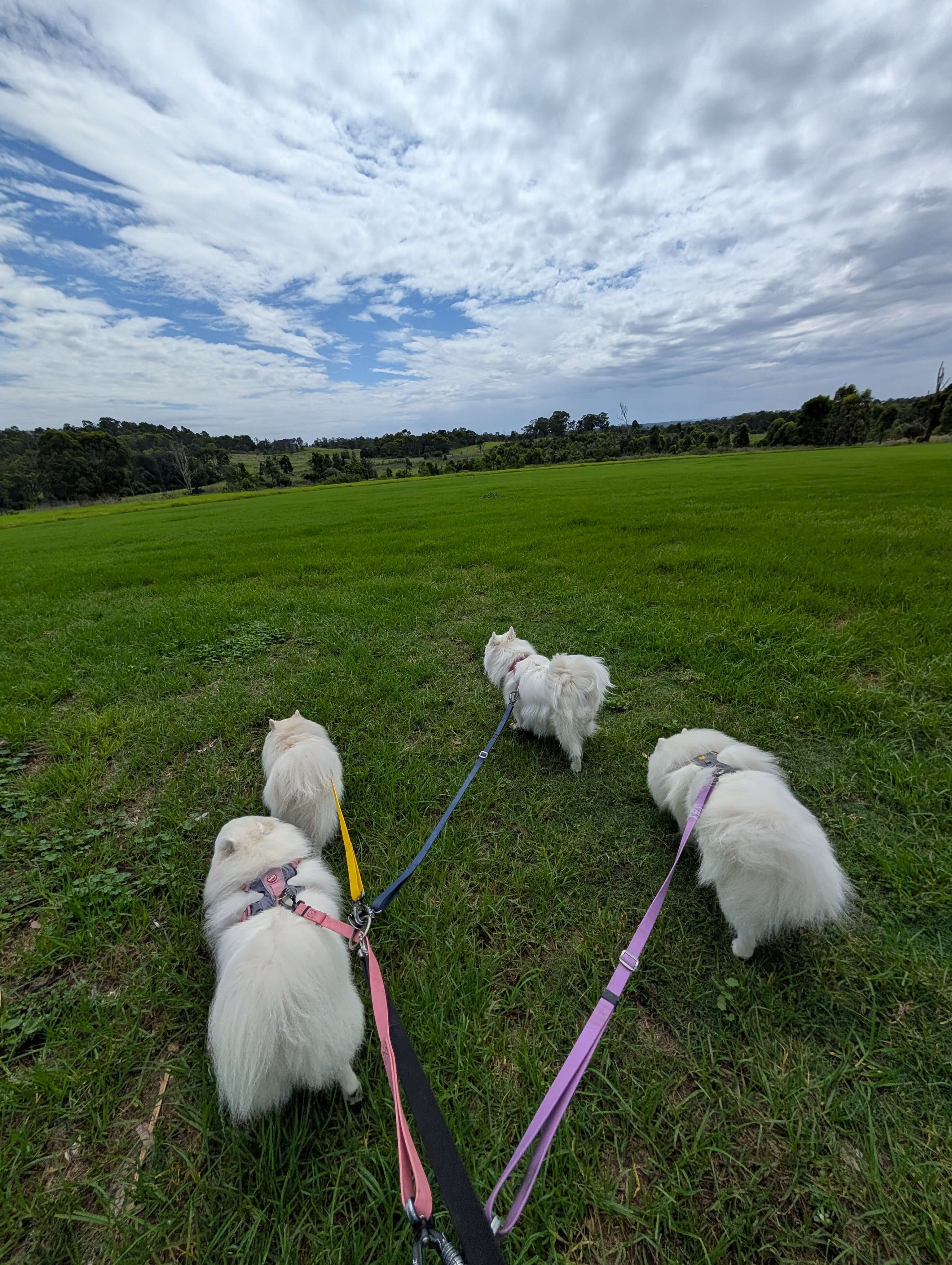 Dog walking
