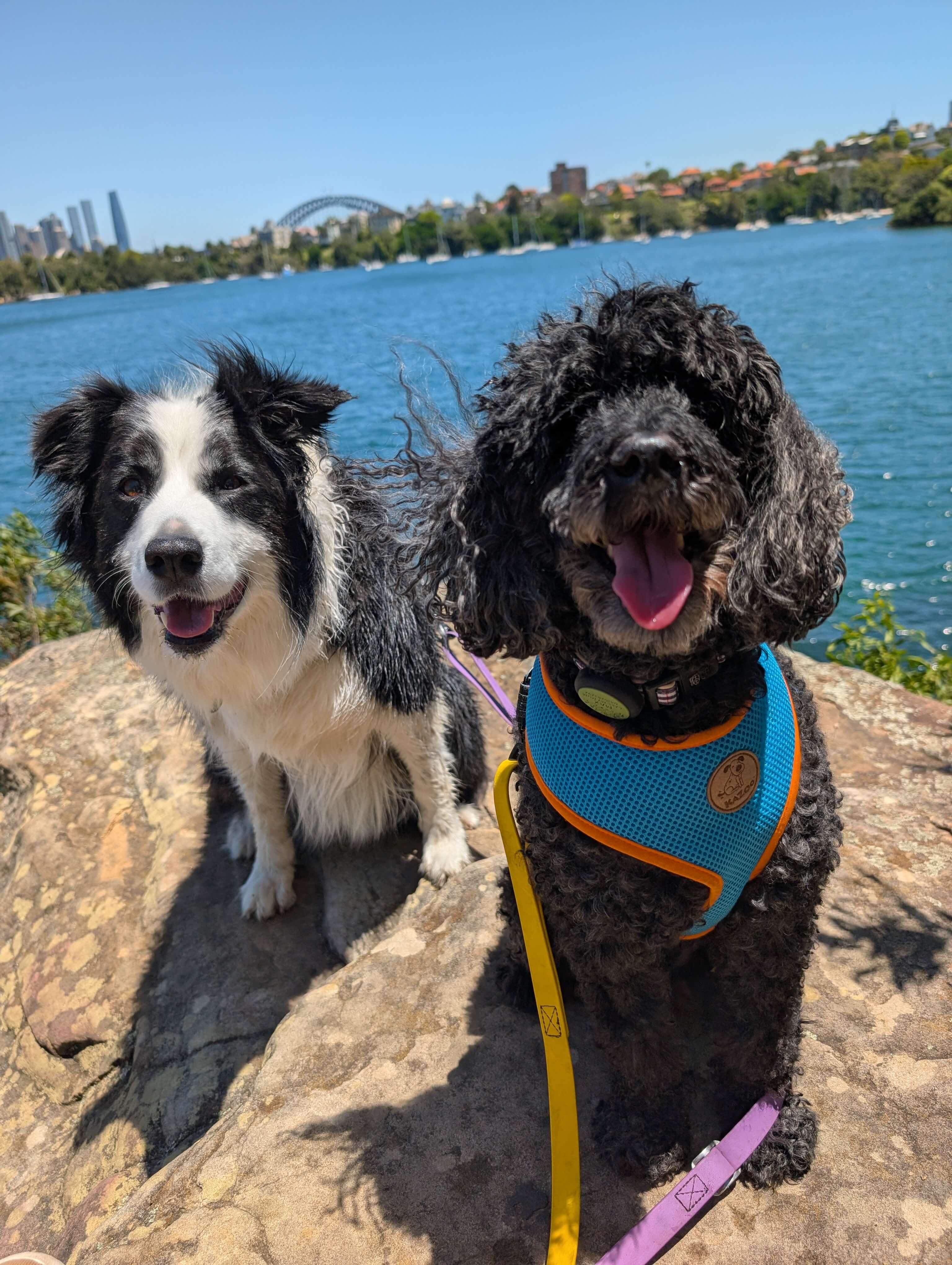 Talbot and Max out together on a Canine Adventures enrichment session