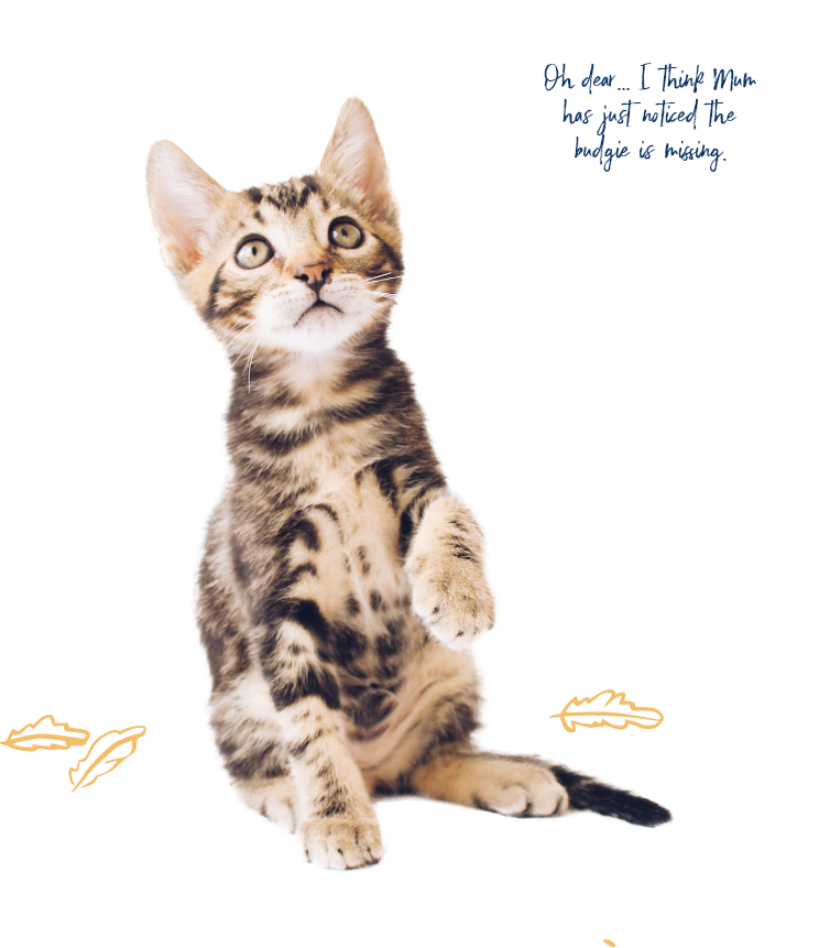 Cat behaviour support, Pet Professor Sydney
