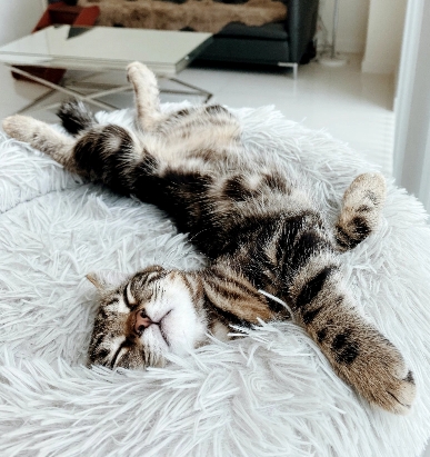 Cat environment assessment