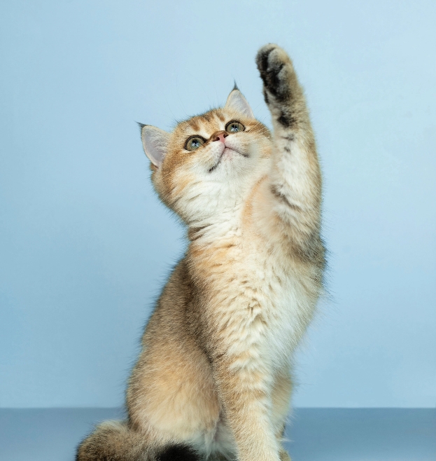 Cat behaviour consultation in progress