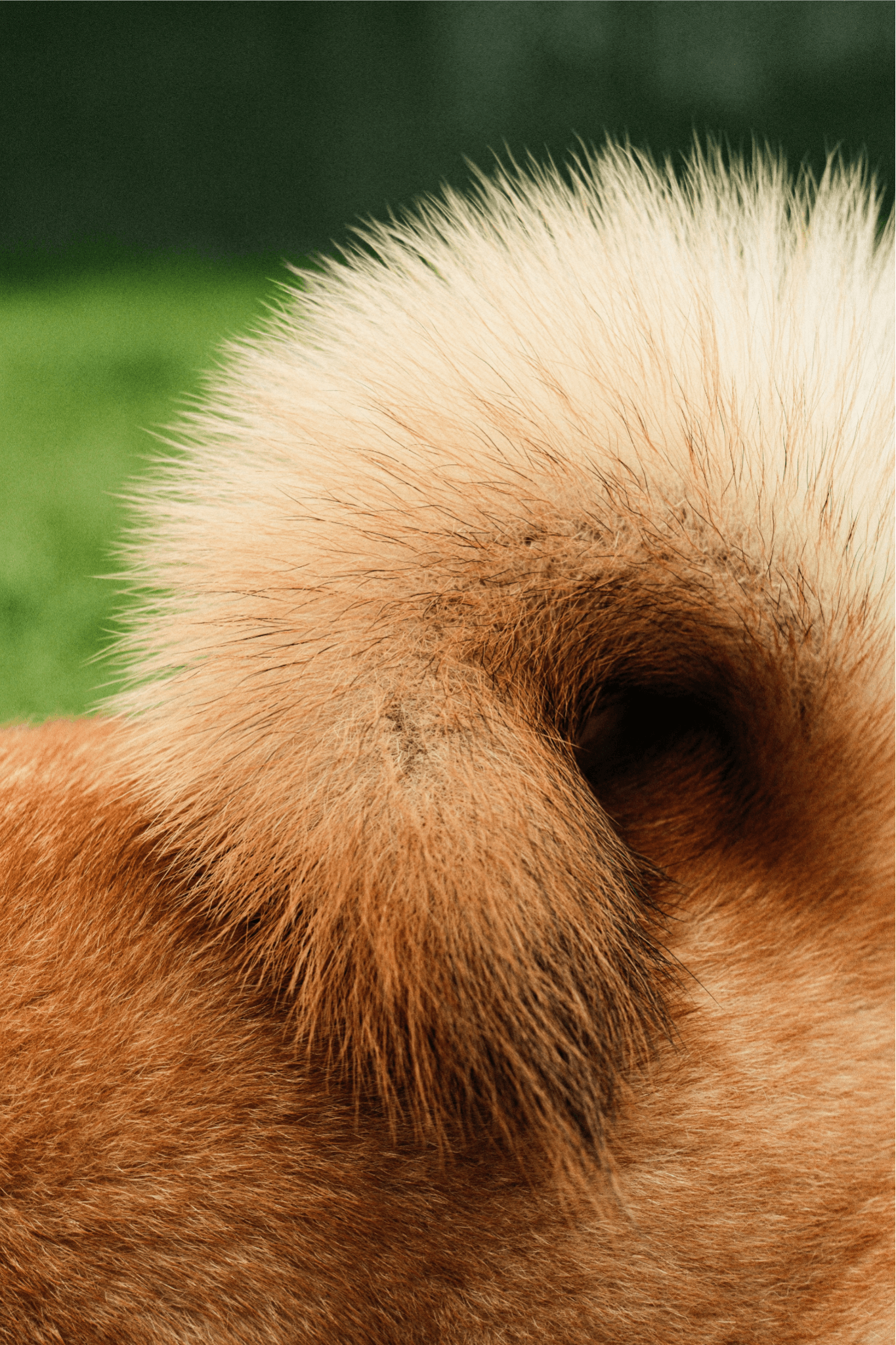 Real Sydney dog and family transformation stories