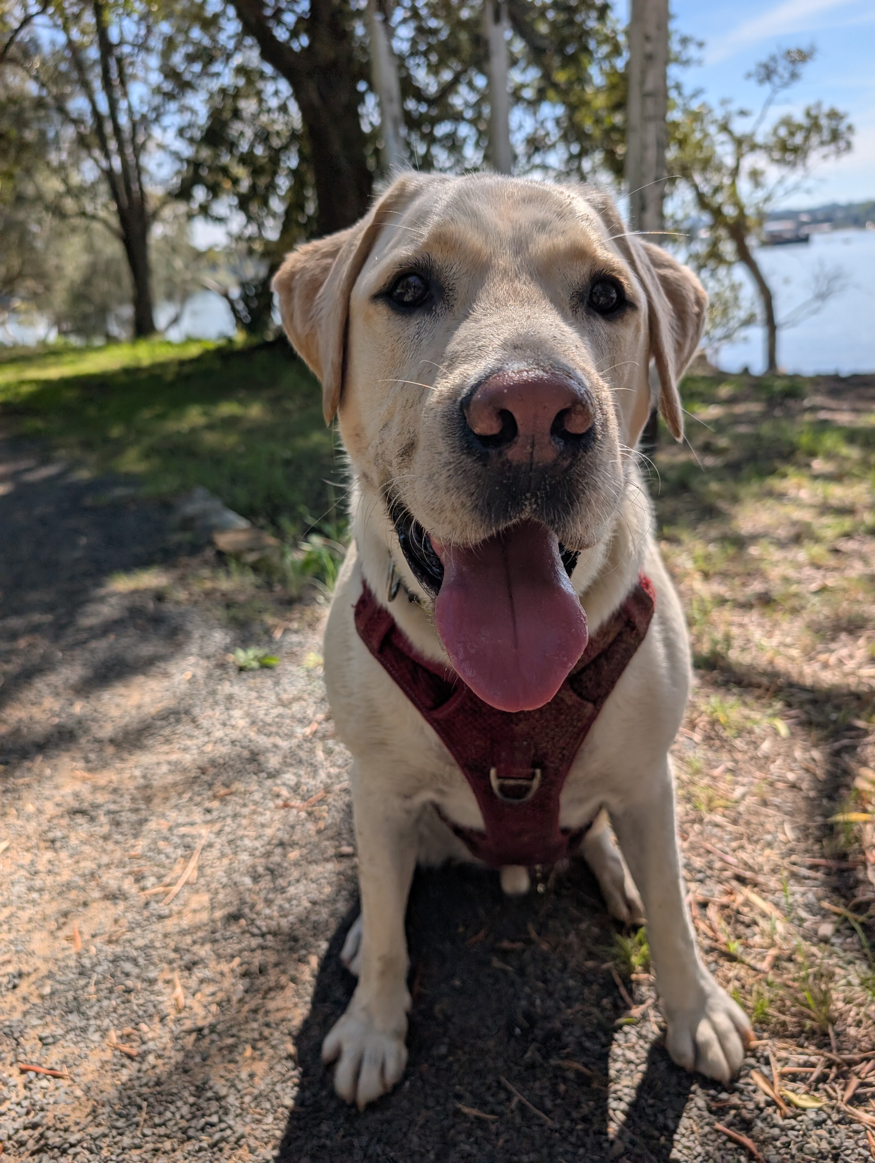 Lockie the Labrador Retriever