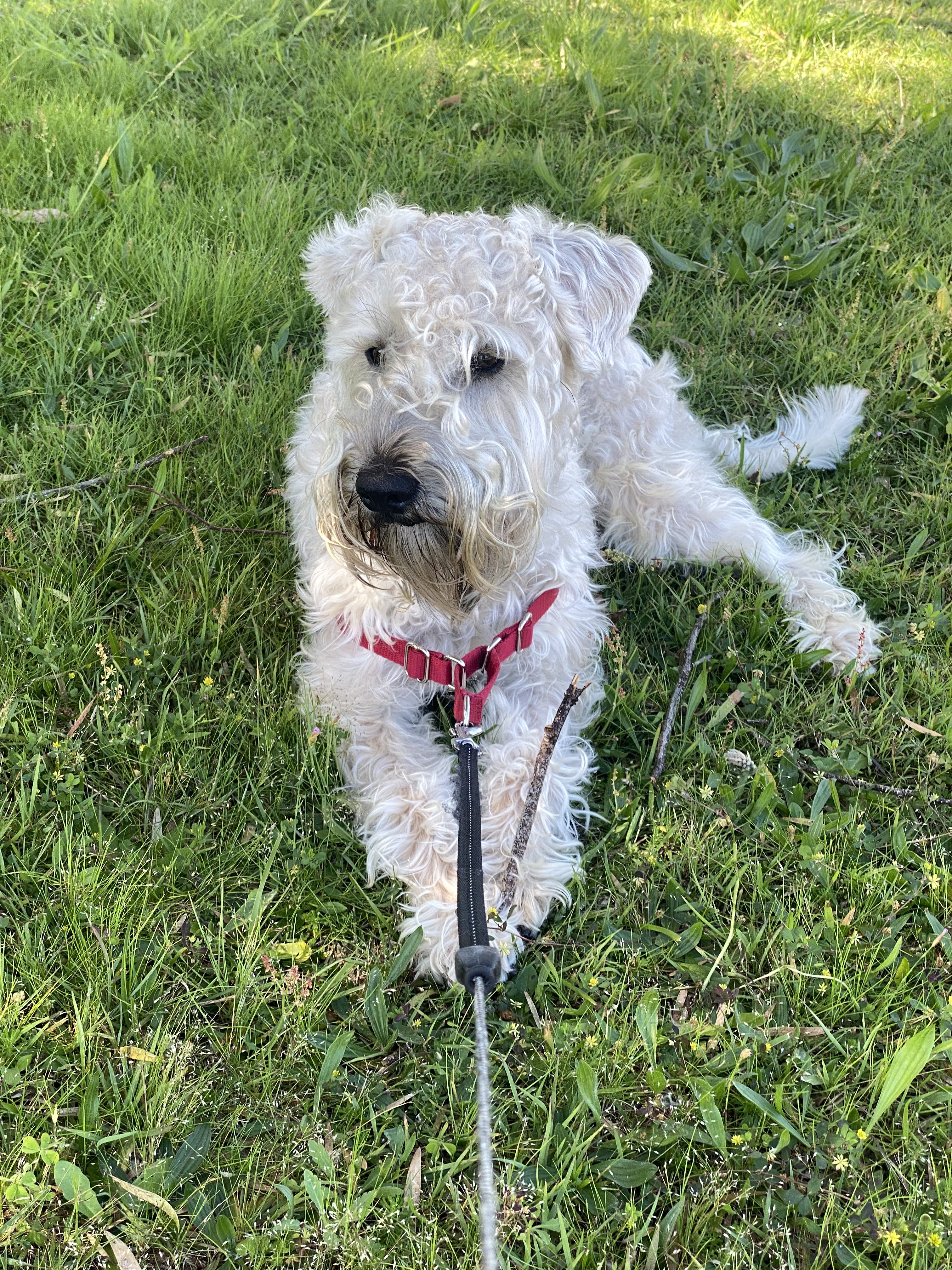 Merlin the Soft-Coated Wheaten Terrier