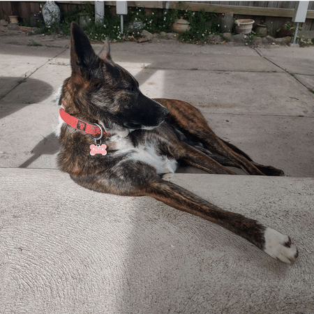 Patchy the Dingo Cross