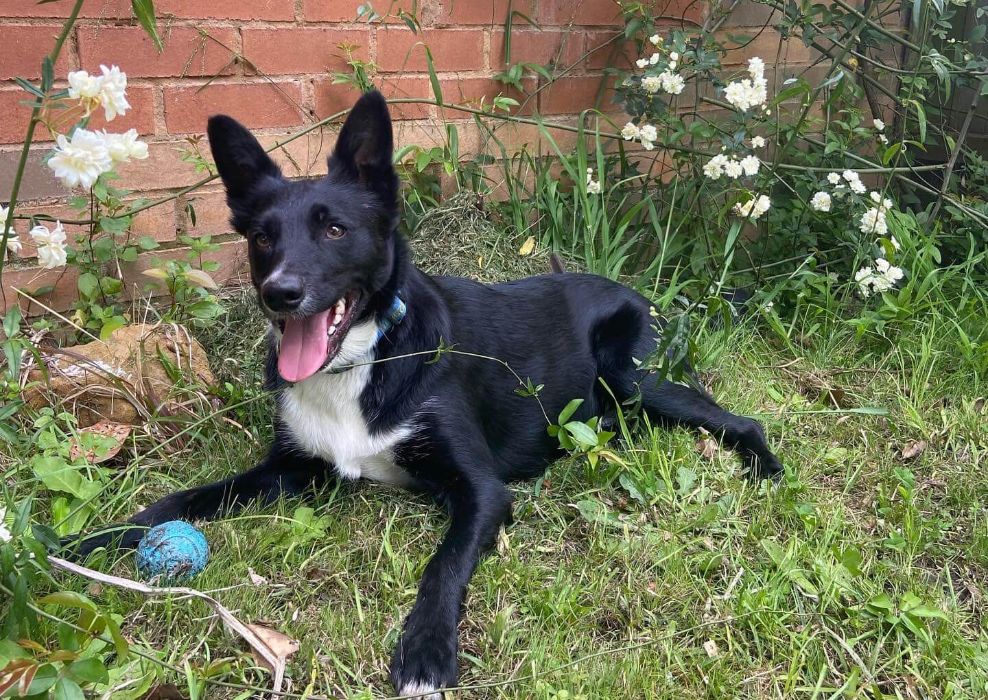 Slim the Border Collie x Kelpie