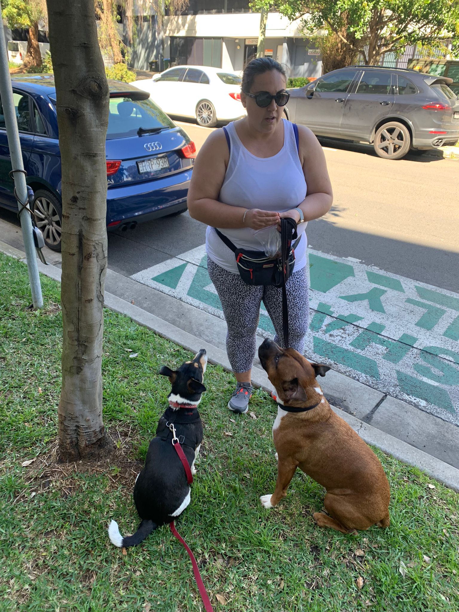Gregg the Jack Russell (Rescue)