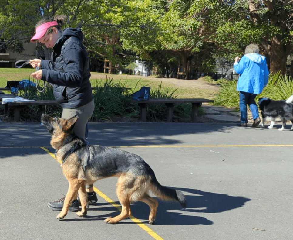 Watson and Talbot with their humans participating in a Pet Professor group class in Camperdown
