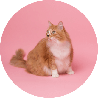 Cat Behaviour Support