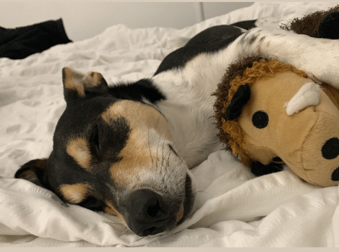 Reactivity to People & Dogs