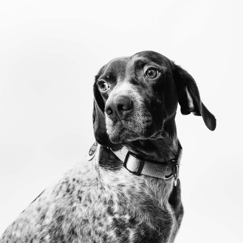 Dog in a reactivity training session