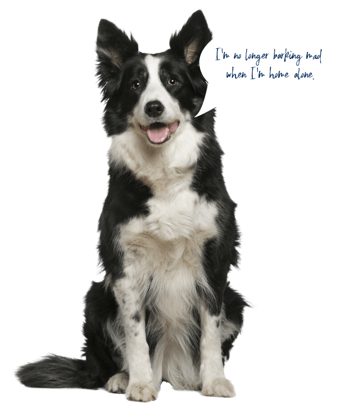 Calm apartment dog, Pet Professor strata compliance and behavioural assessment support, Sydney