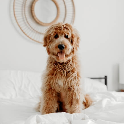 Behavioural assessment in a Sydney apartment