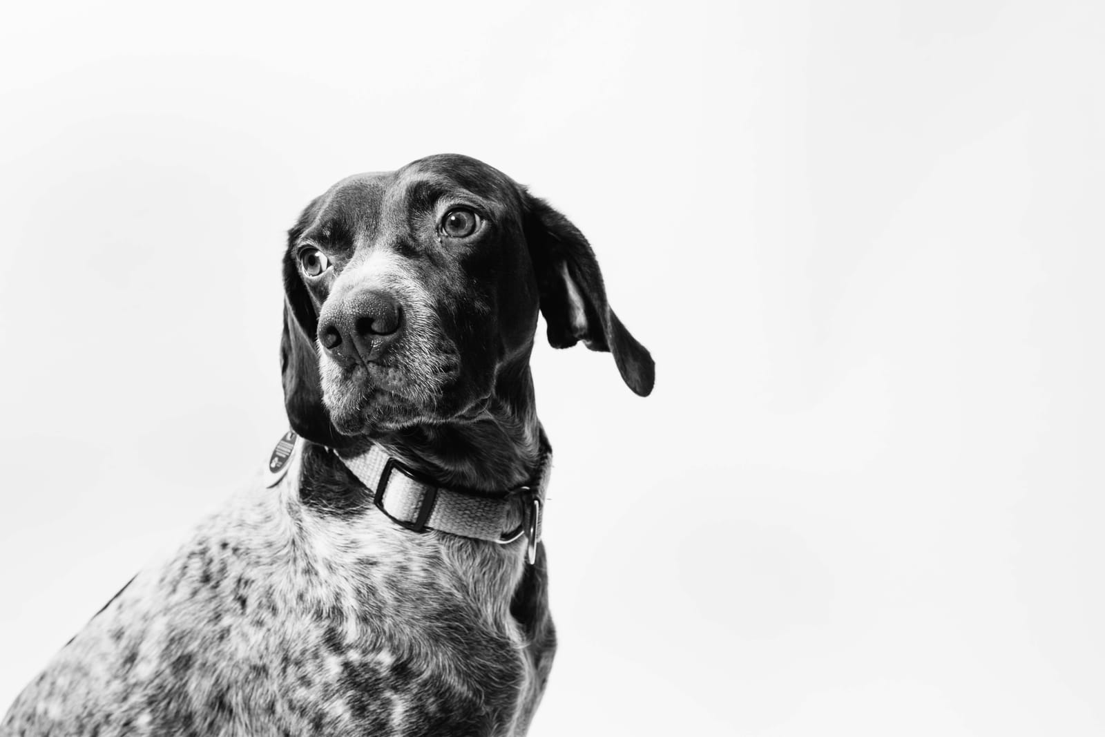 A worried-looking dog resting