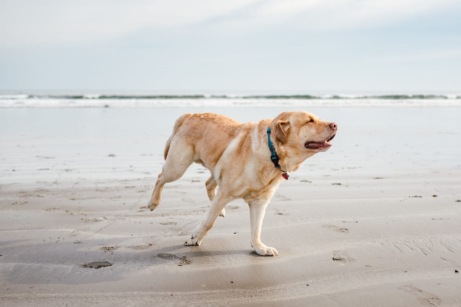 A calm, settled dog after training