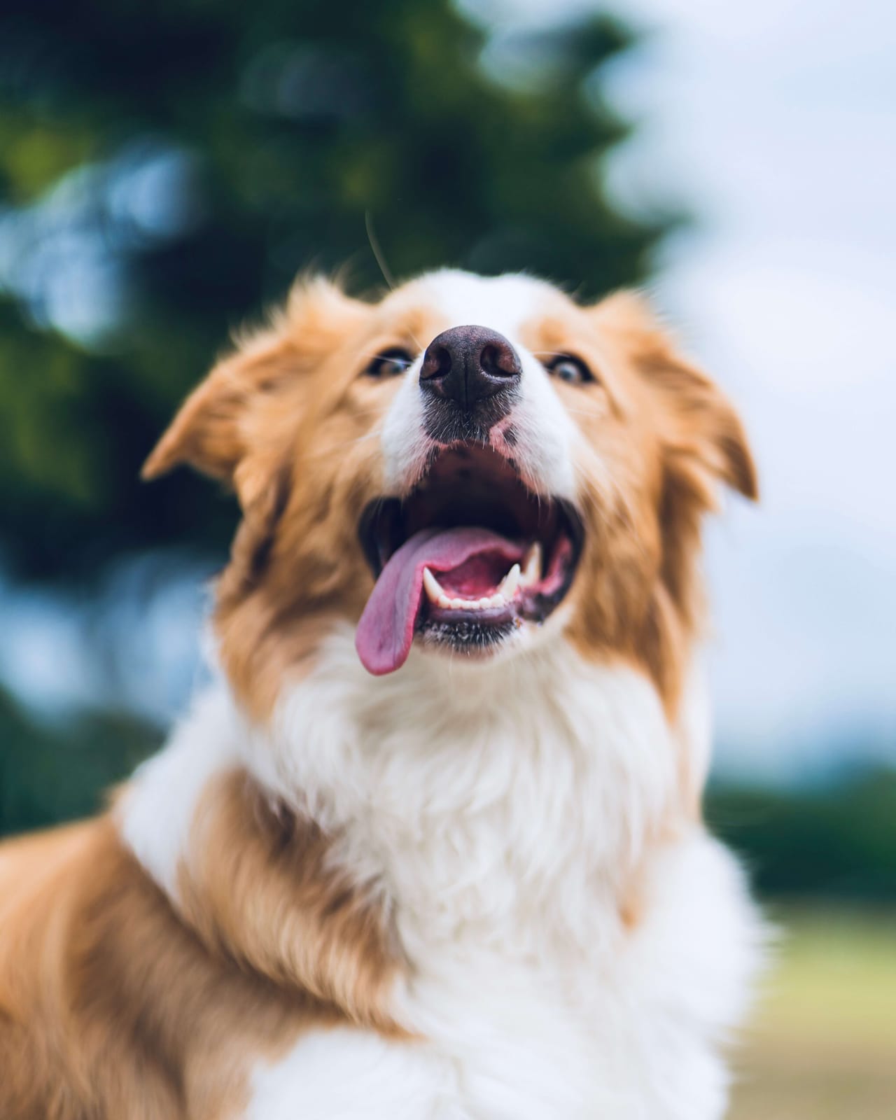 A dog working through its training plan