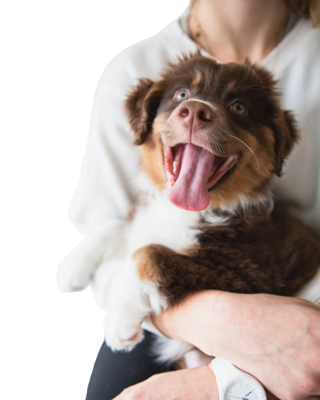A puppy held in its owner's arms