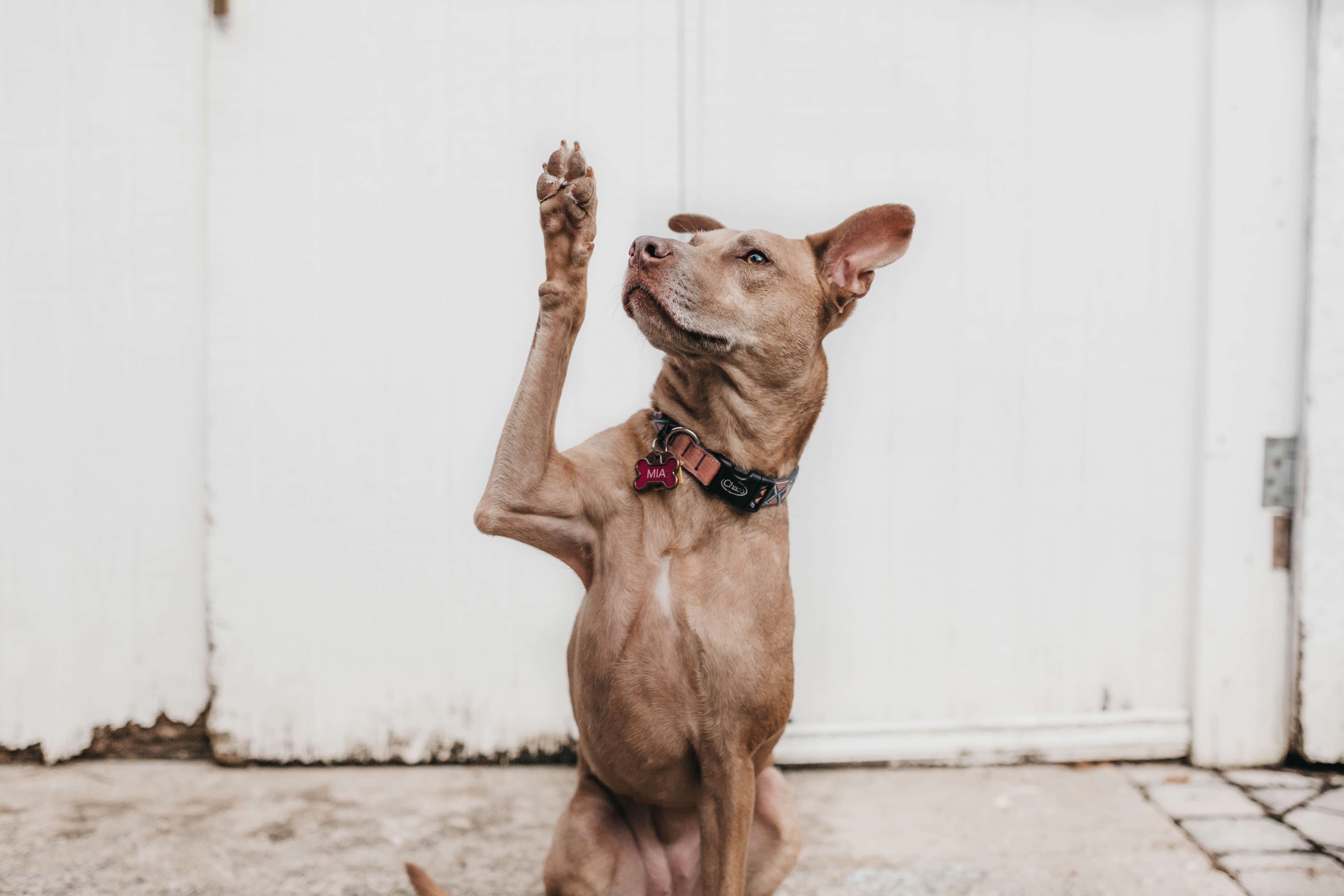 Why behaviour vets and GPs refer to Pet Professor