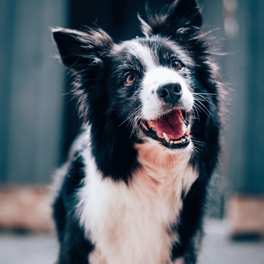 Written assessment report shared with referring vet