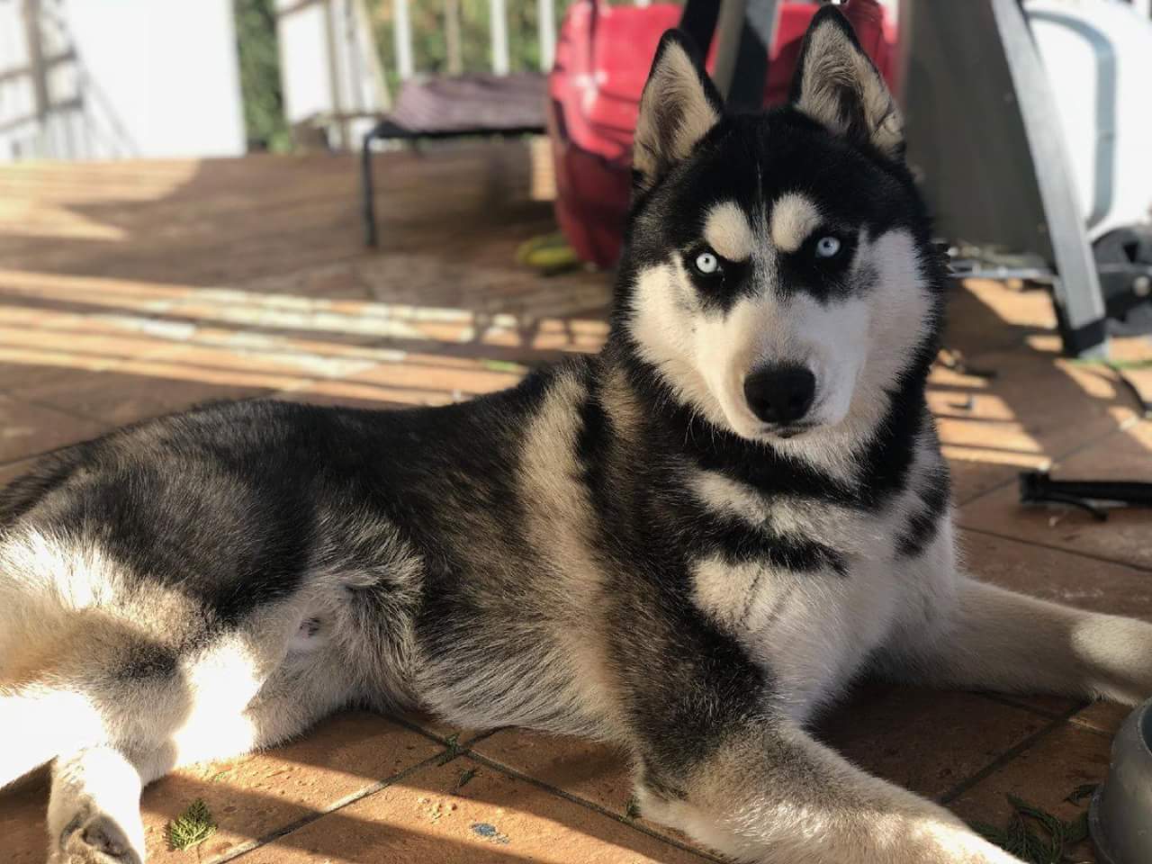 Husky in a Walk and Train training session