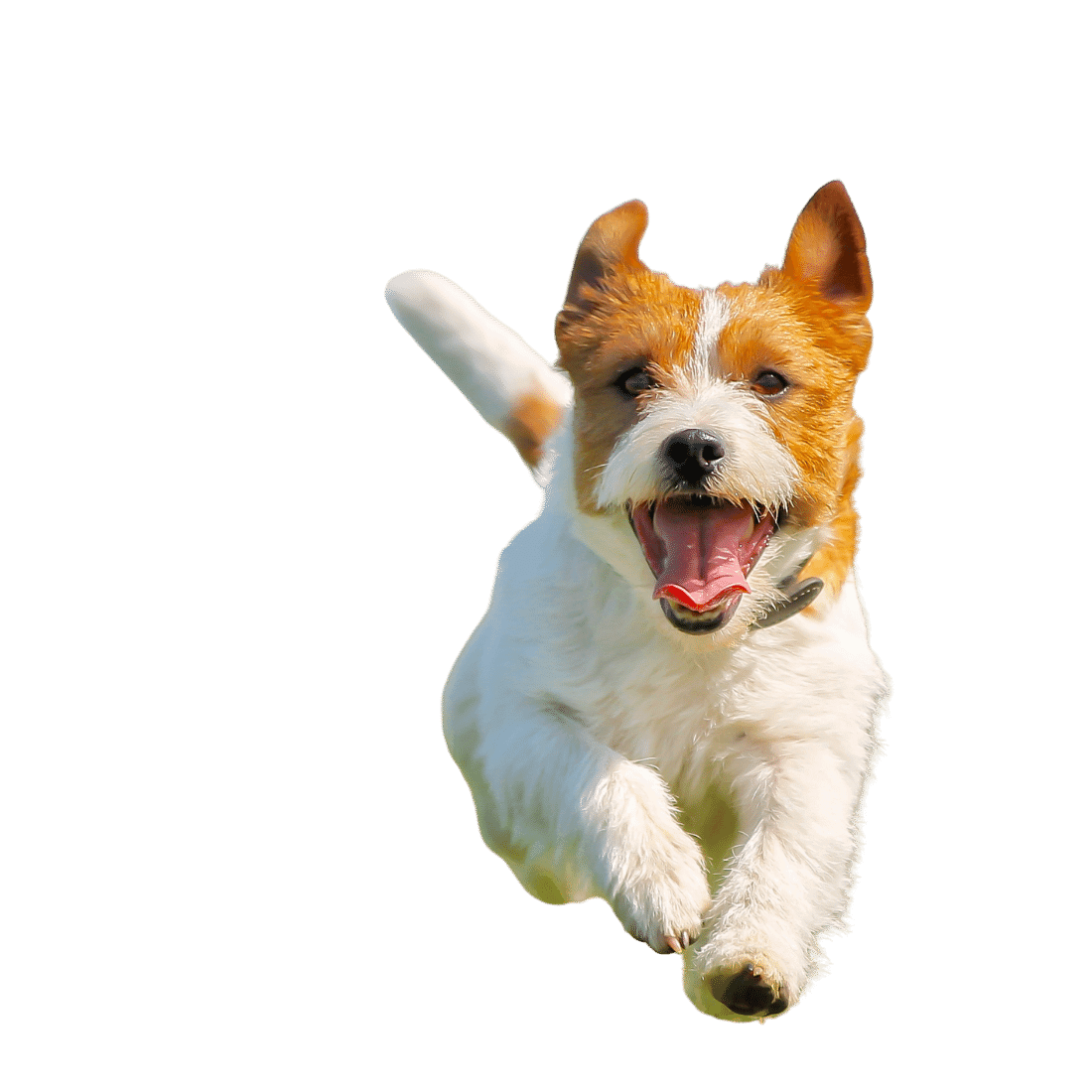 Jack Russell on a training walk with Pet Professor
