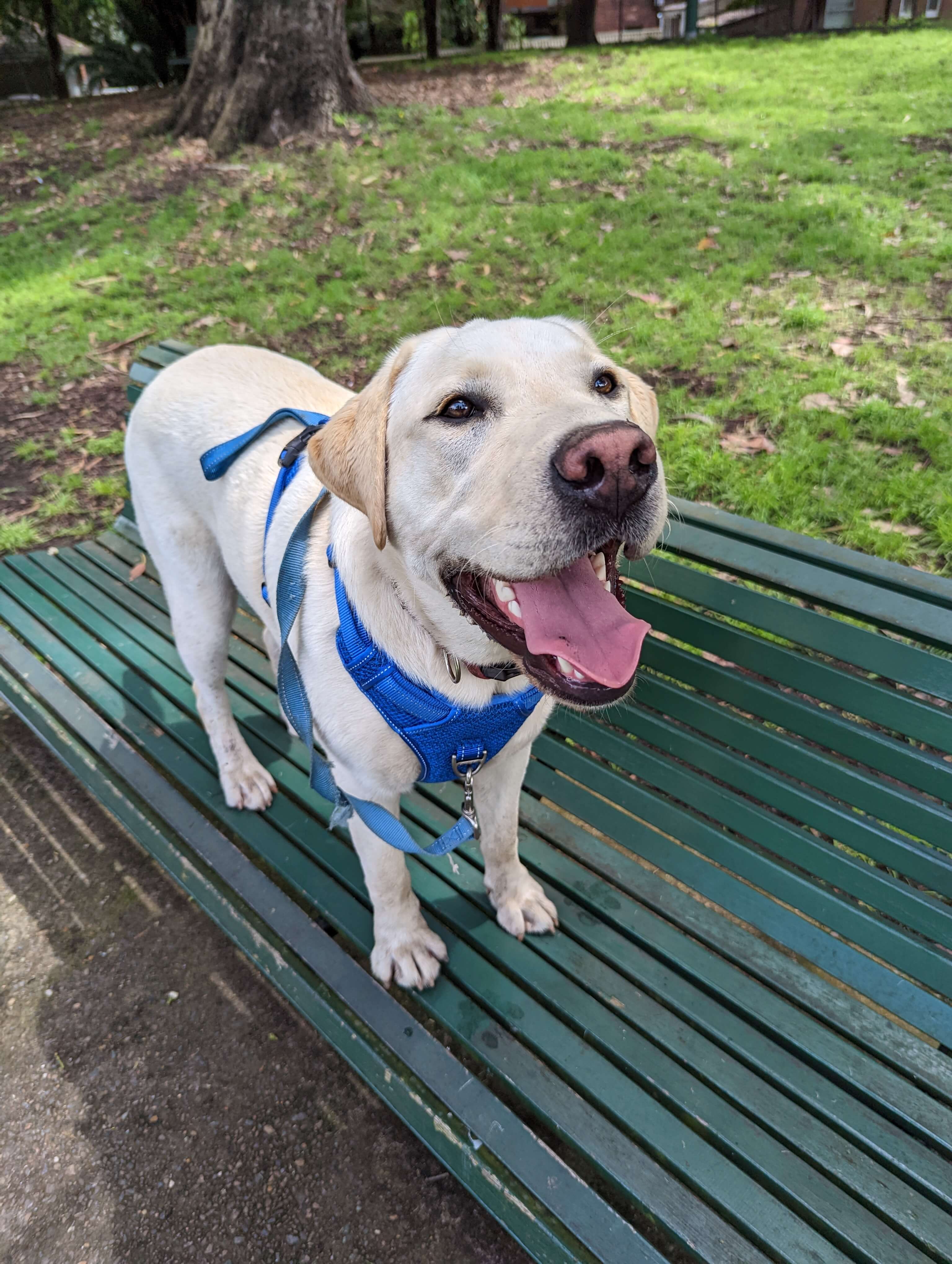 Lockie on a Walk and Train training session