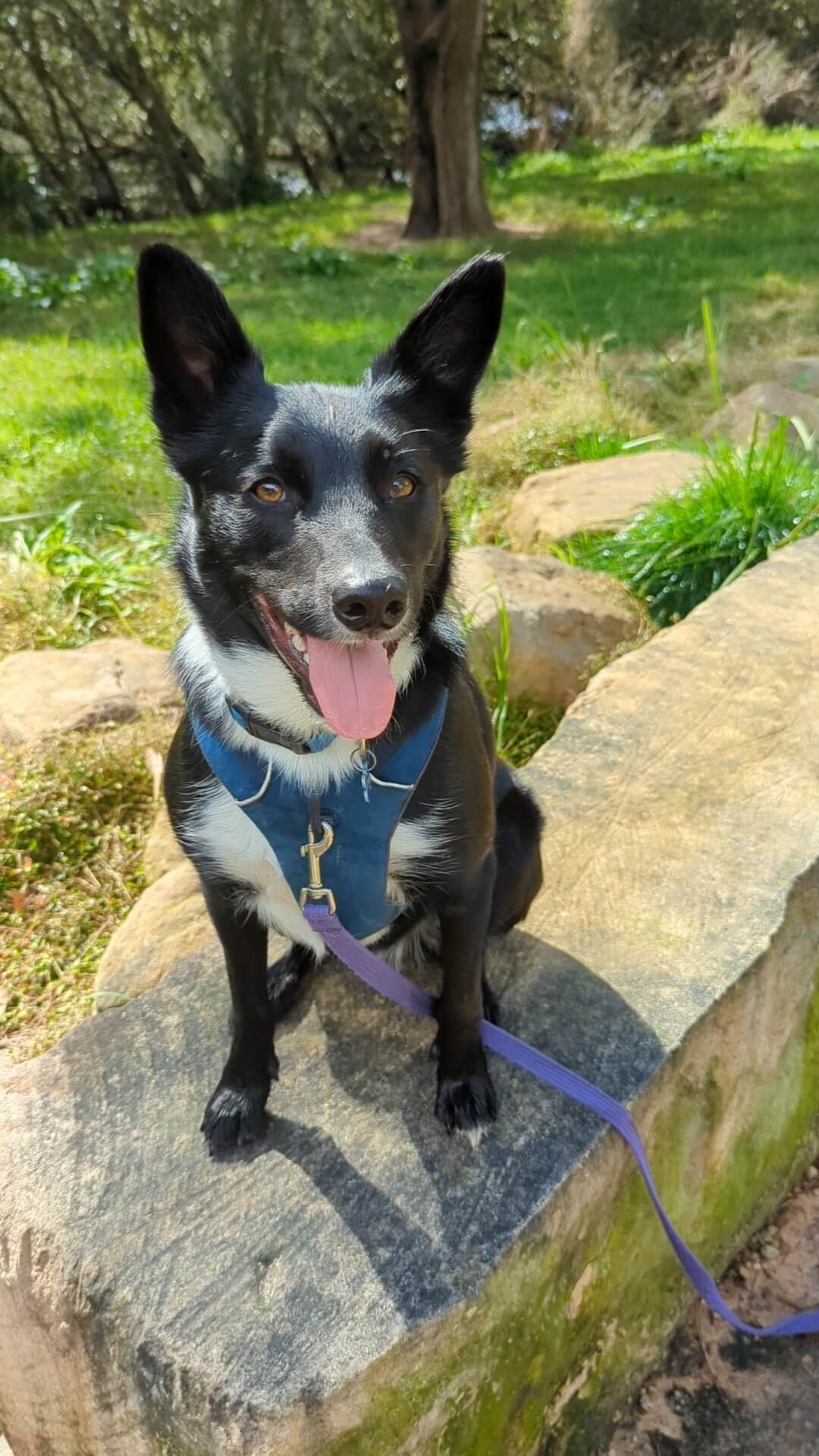 Slim on a Walk and Train session