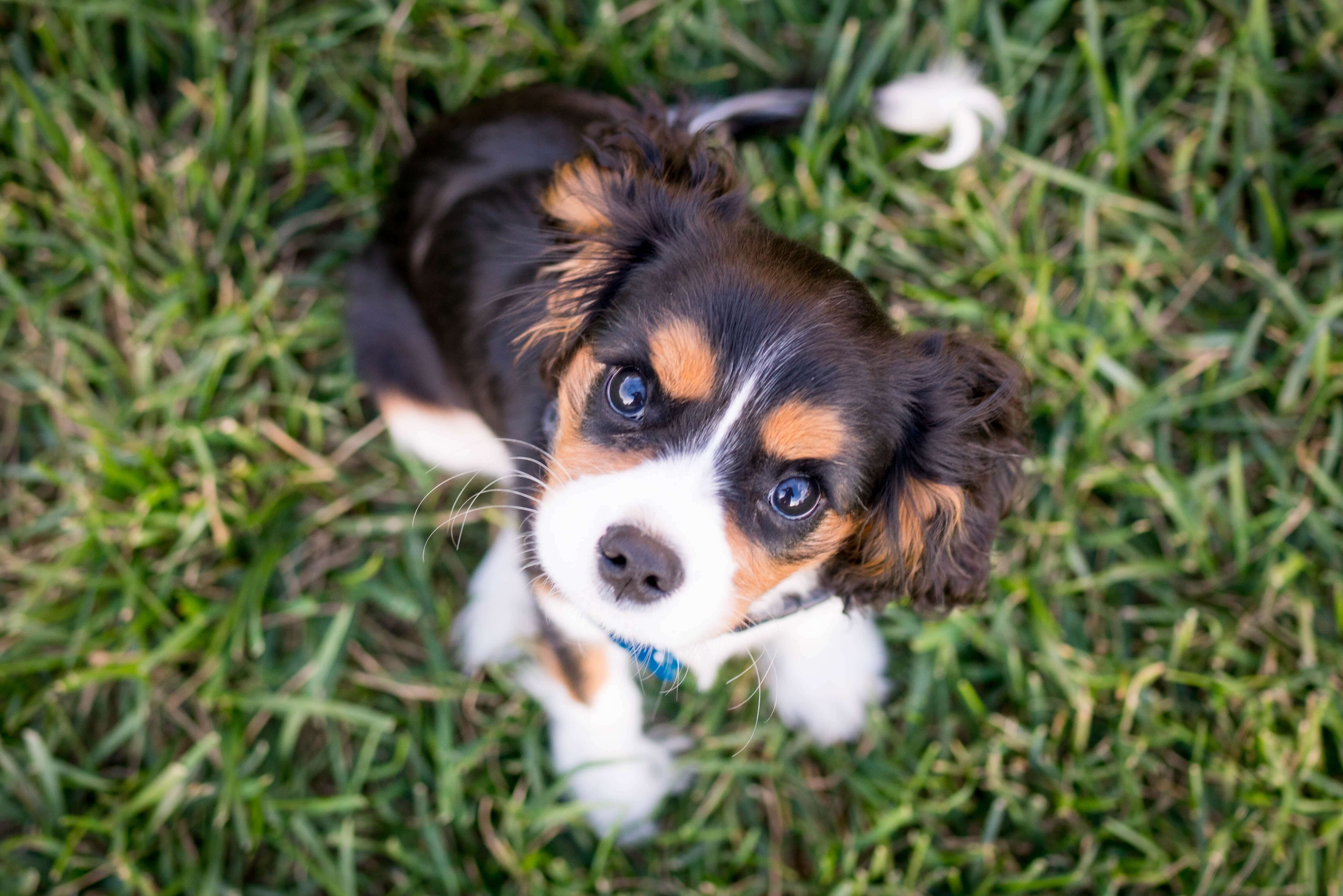 What a Puppy Actually Costs (Beyond the Purchase Price)