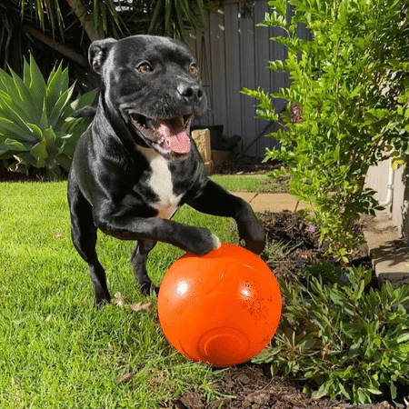 Indestructible dog best sale toys for staffies