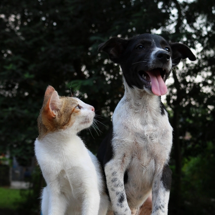 How a Cat TRAINING session can benefit you
