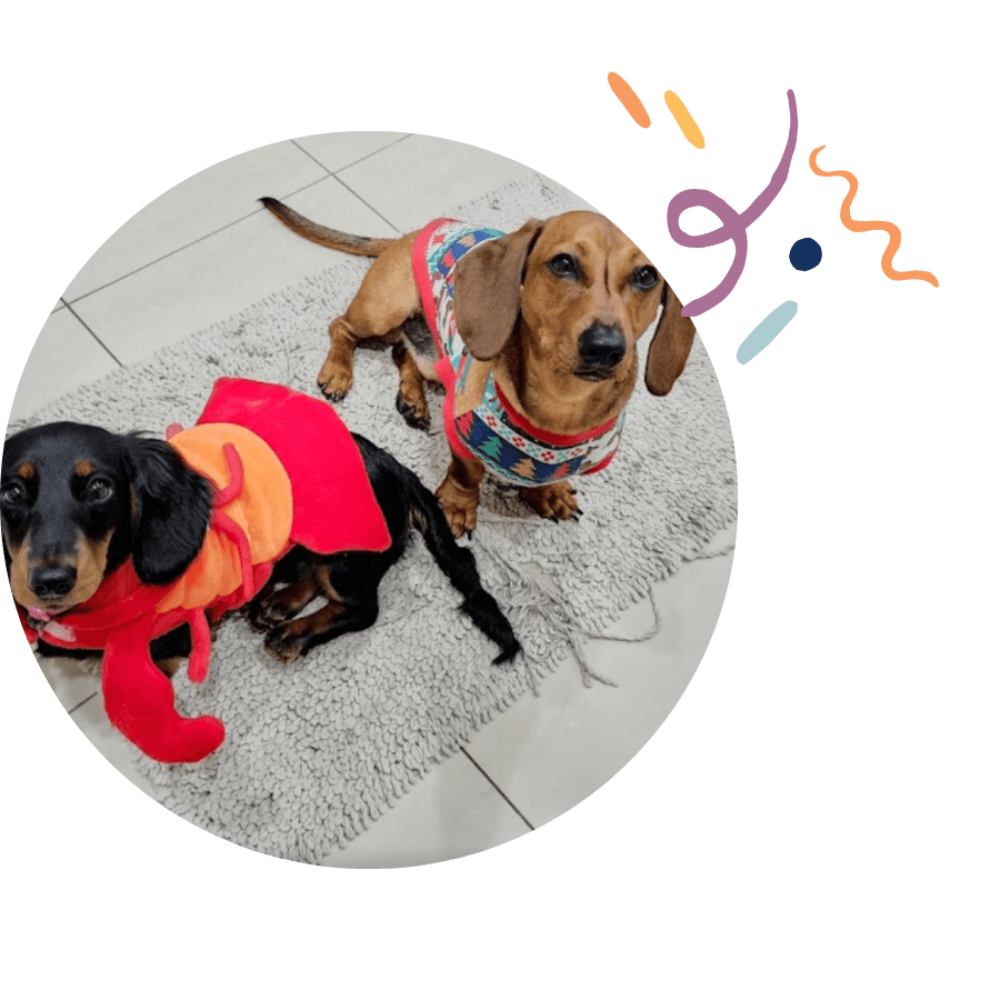 Our family has had the privilege of having our two dachshunds trained by Marianne and would highly recommend her training services to any puppy owner.