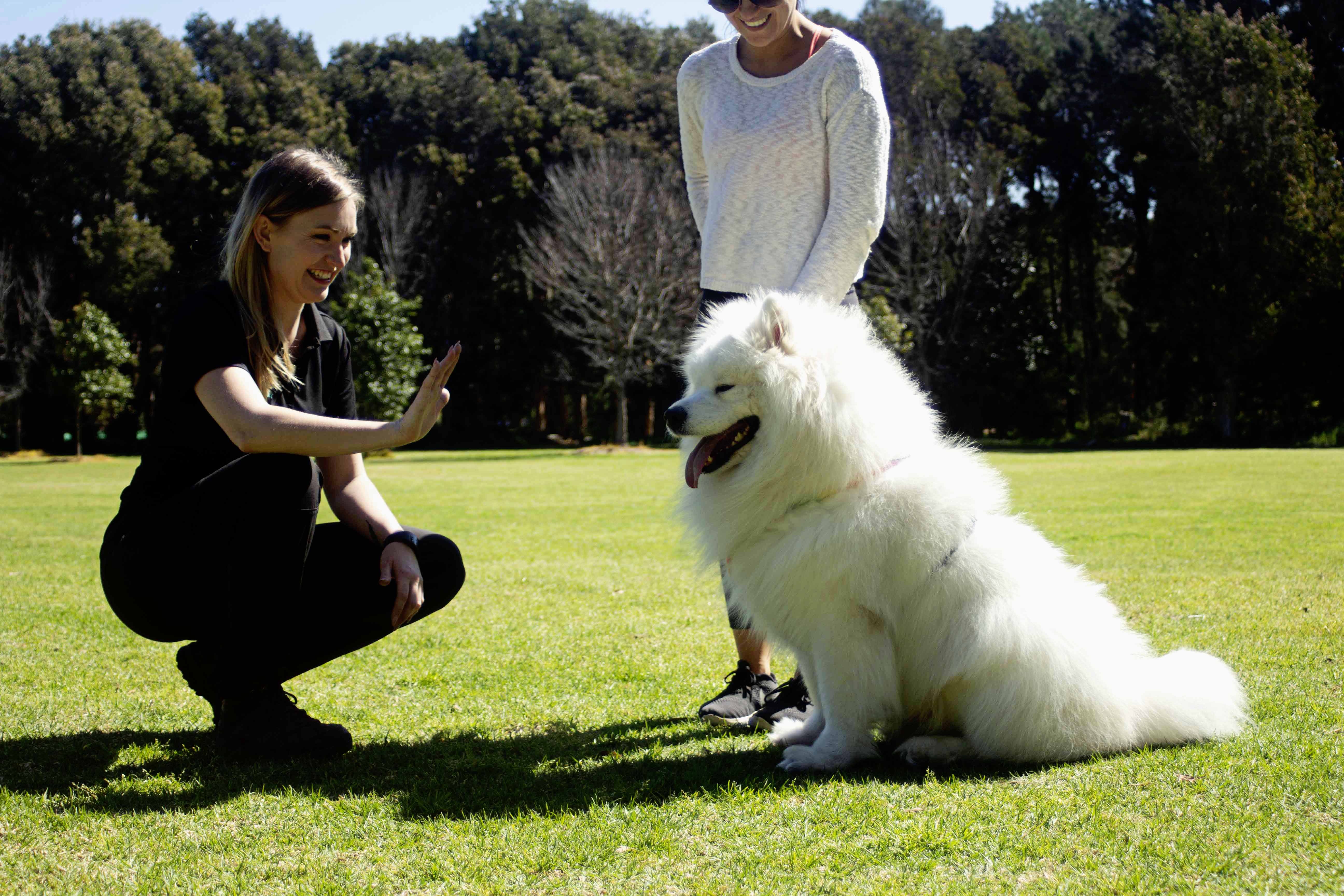 We focus on training you, not just your dog