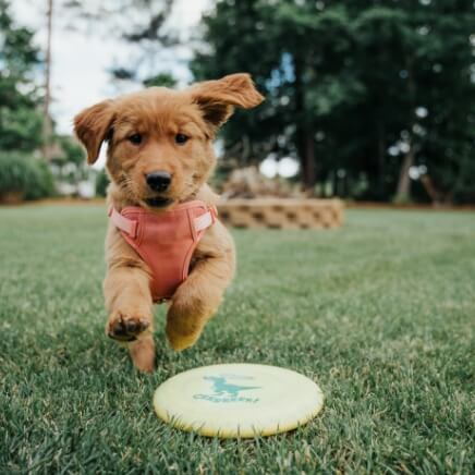 How our private puppy training programs can benefit you