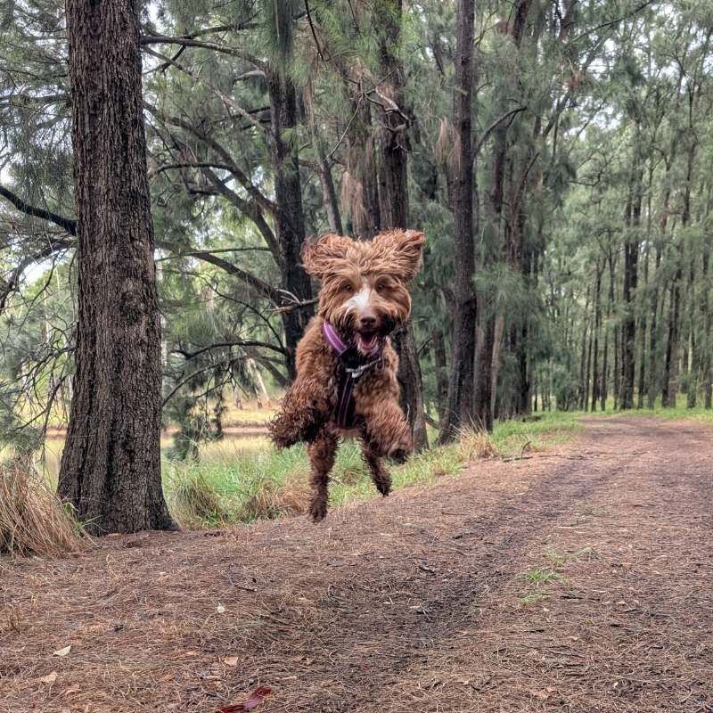 If this sounds like your pooch
